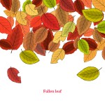 落ち葉（Fallen leaf）