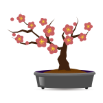 梅の盆栽